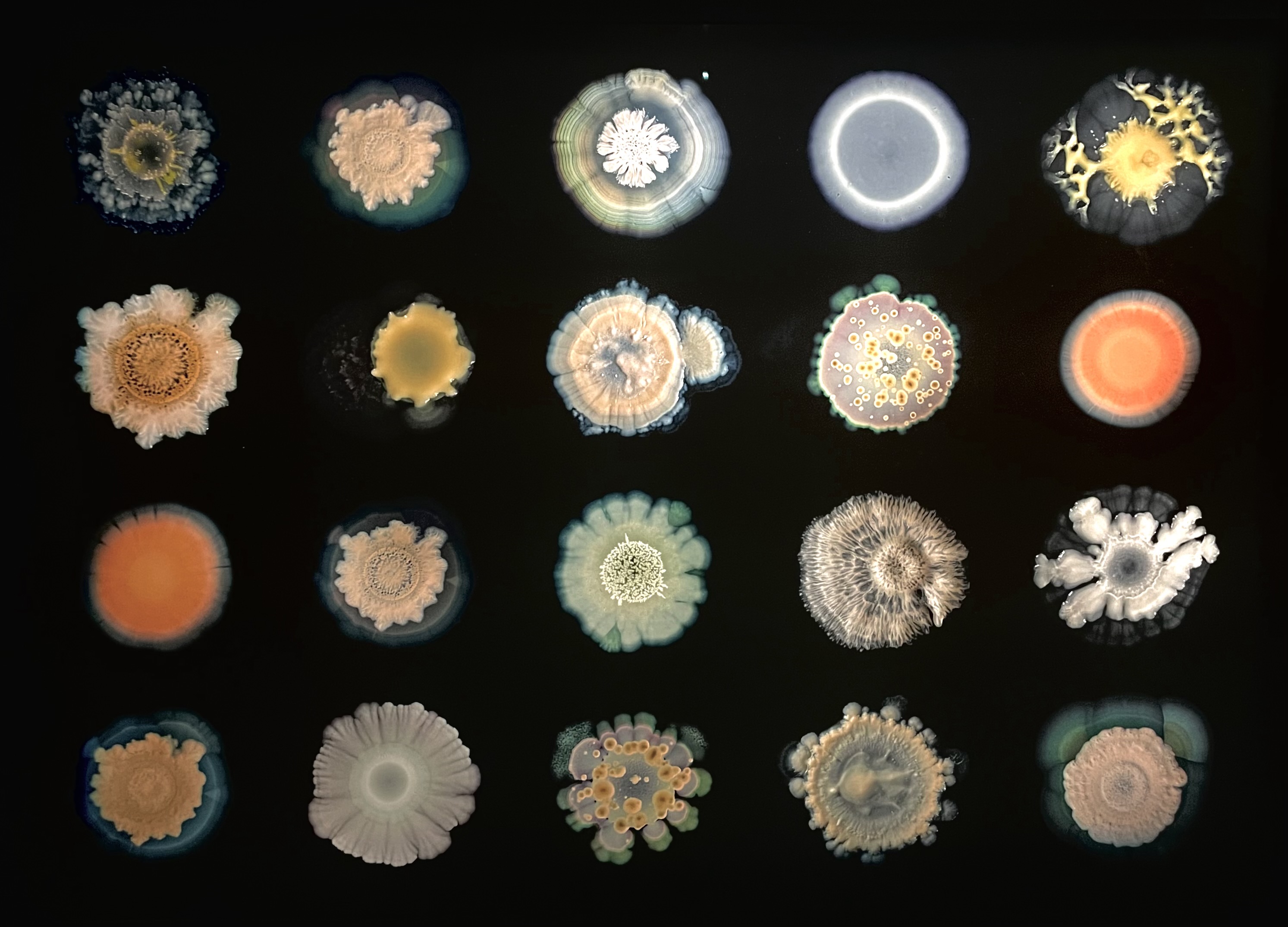 Macro photography of bacterial growth